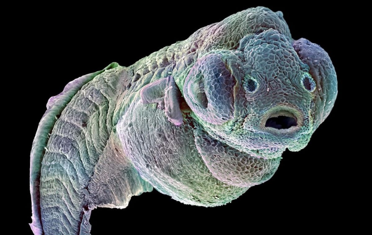 Čtyřdenní embryo zebřičky vypadá jako opravdový mimozemšťan