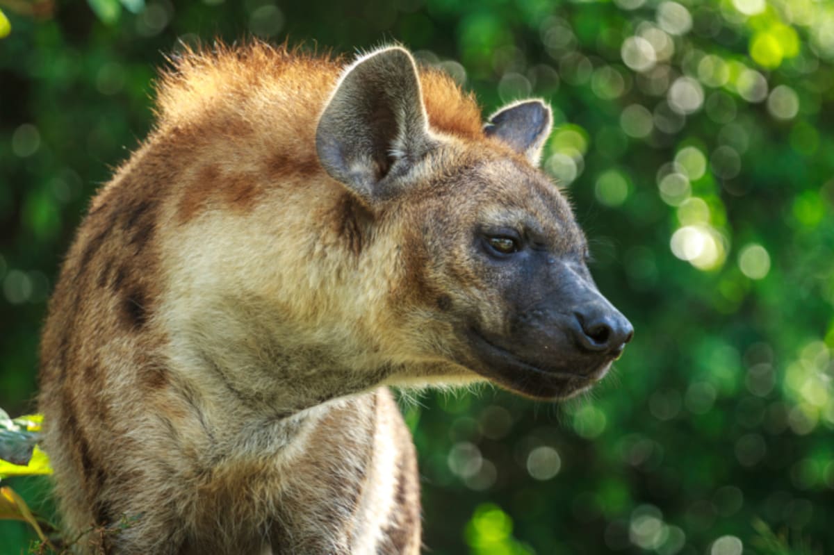 Zírající hyena