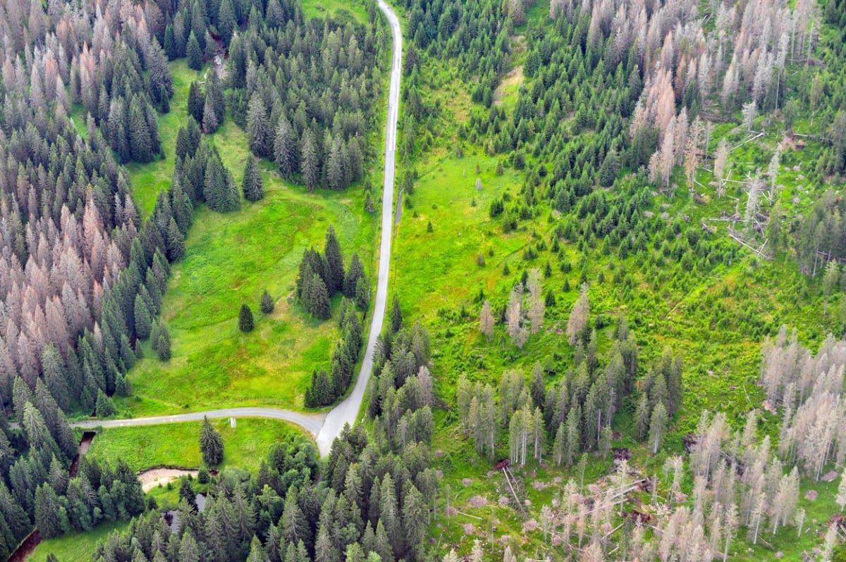 Fotografie lesů v Jižních Čechách napadených kůrovcem. Poznáme ho podle šedivé barvy na stromech. Fotografováno Modrava a okolí do 10 km