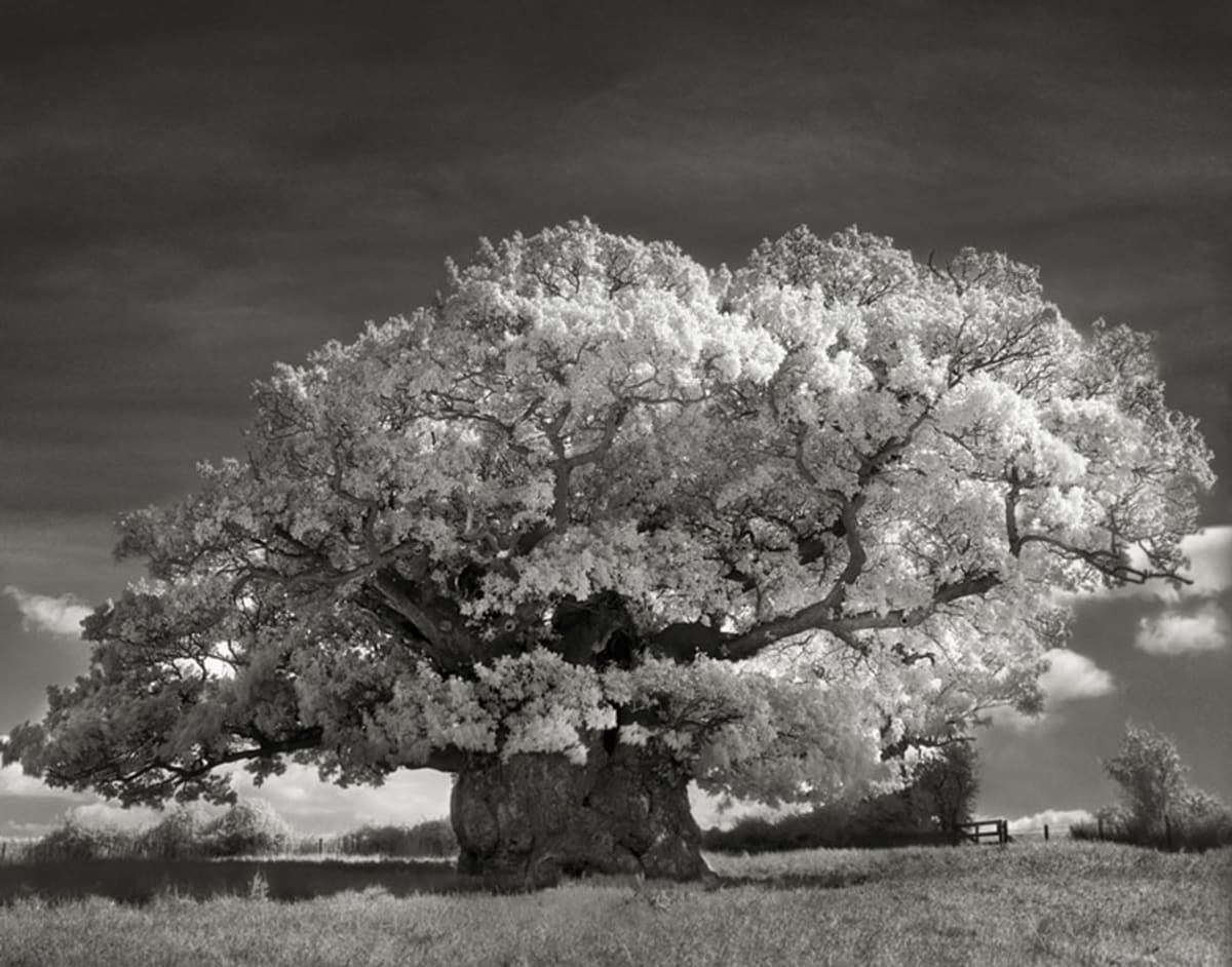 Nejkrásnější fotky stromů - Obrázek 5