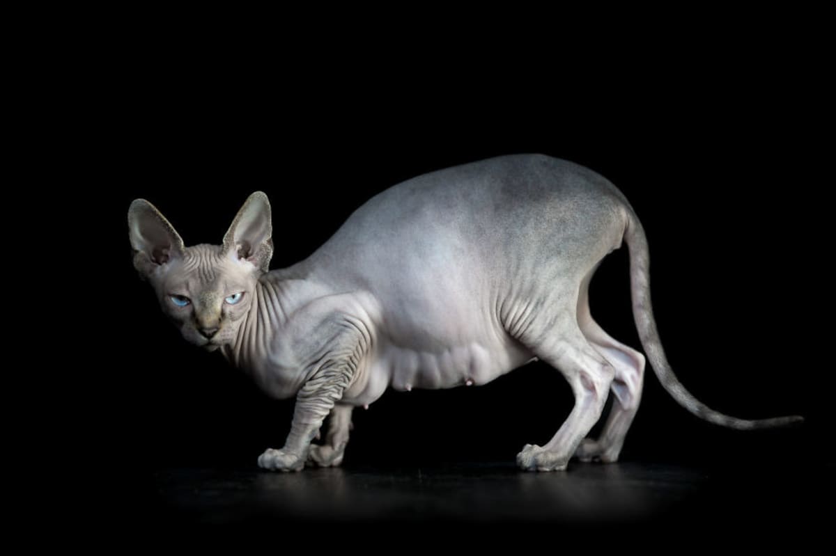 Kočky sfinx - Obrázek 3