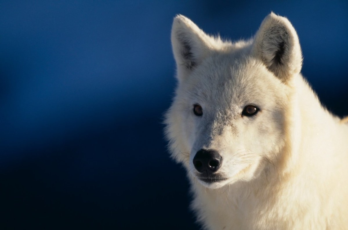 Bílý šedý vlk