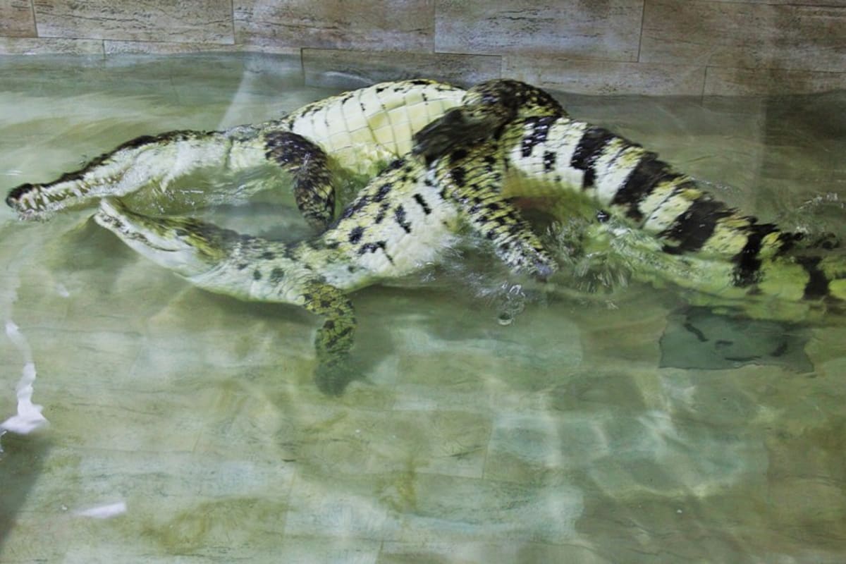 Krokodýli v Protivíně - Obrázek 8