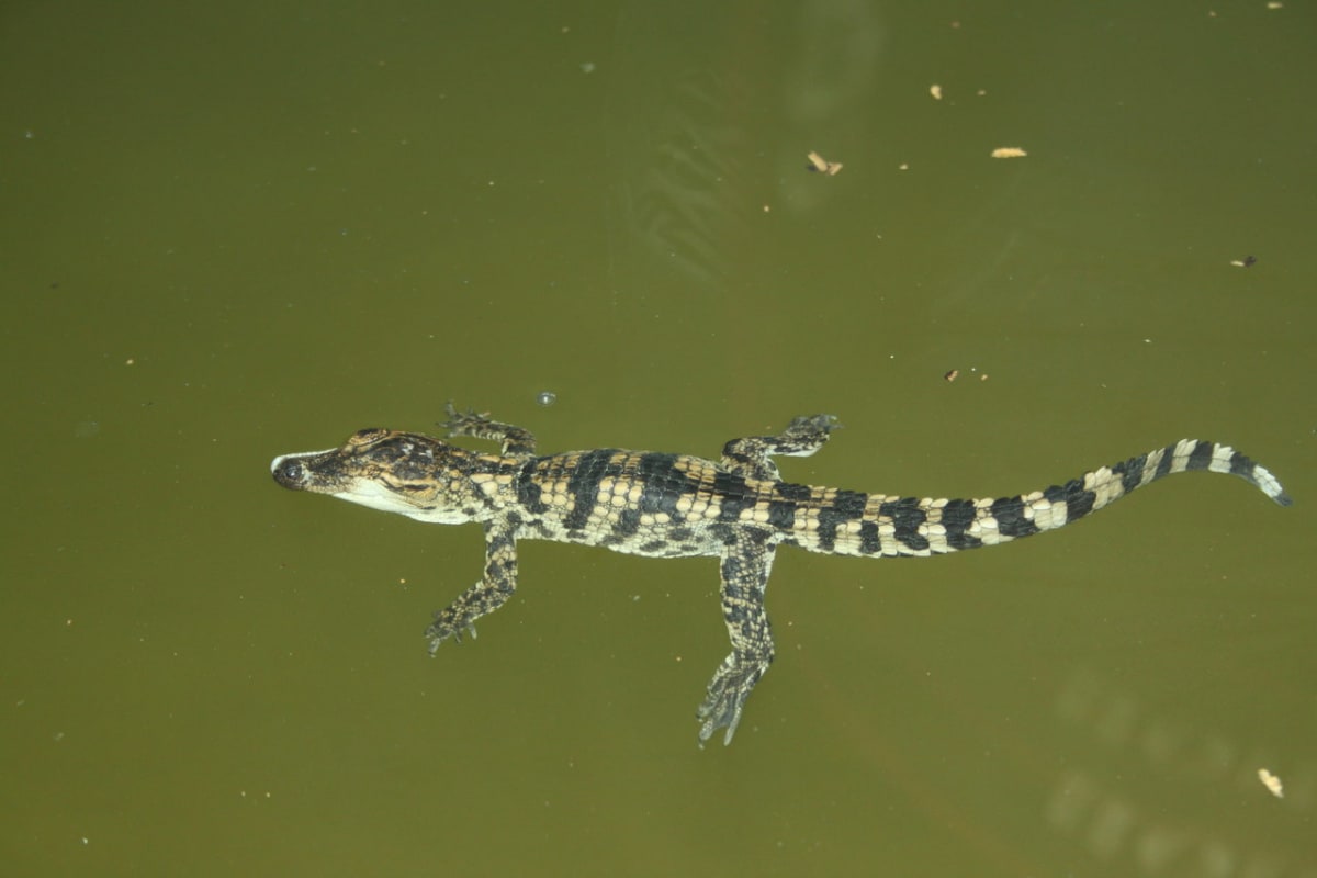 Krokodýli siamští z Protivína - Obrázek 5