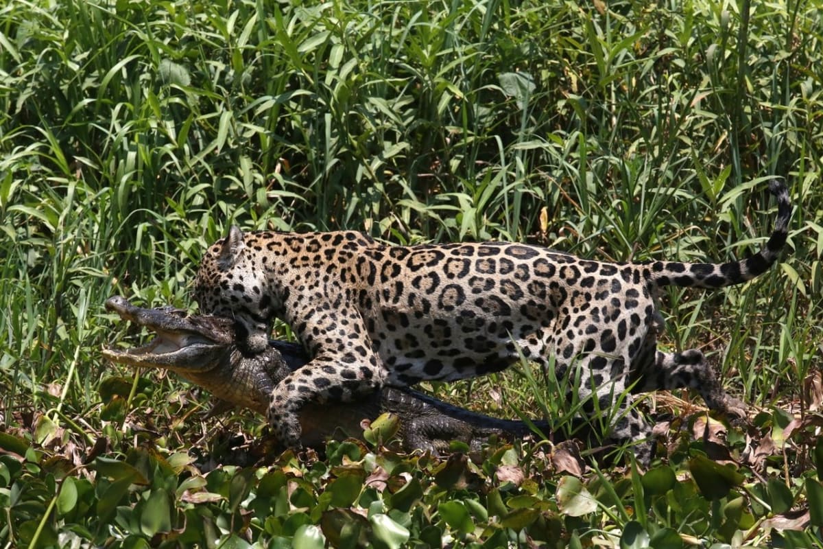 Jednooký jaguár proti mocnému kajmanovi - Obrázek 2