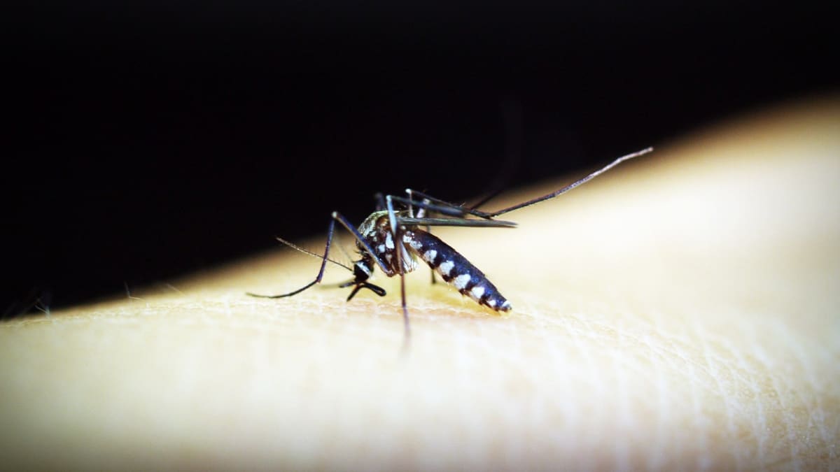 Komáři jsou otravní a mohou být i nebezpeční