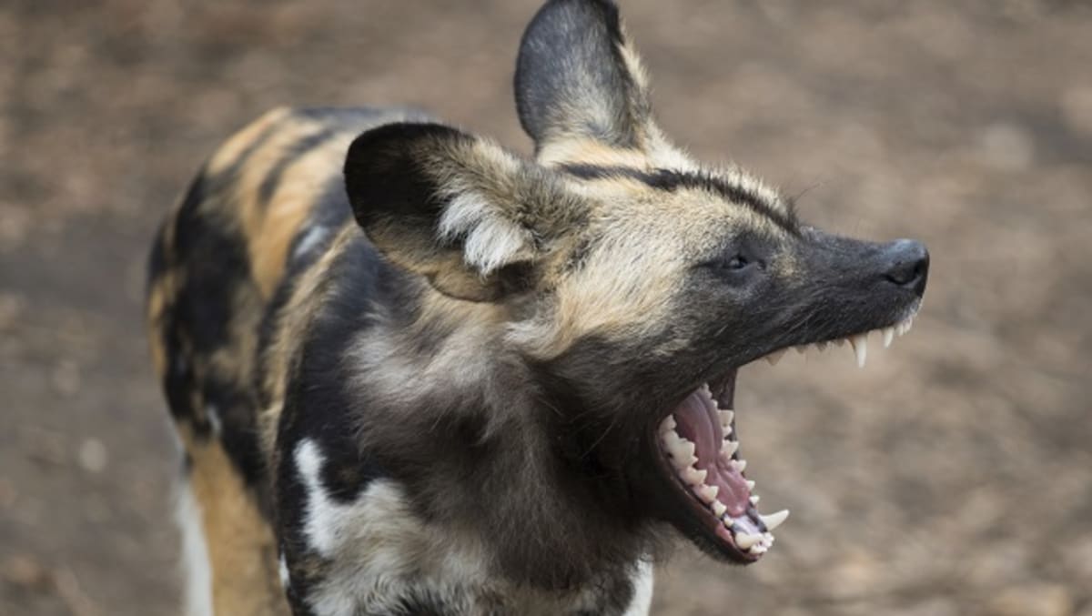 Pes hyenovitý s otevřenou tlamou