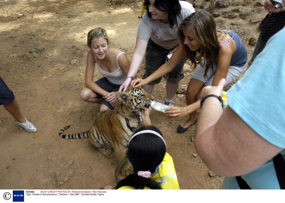 Tygří chrám v Thajsku - Obrázek 3