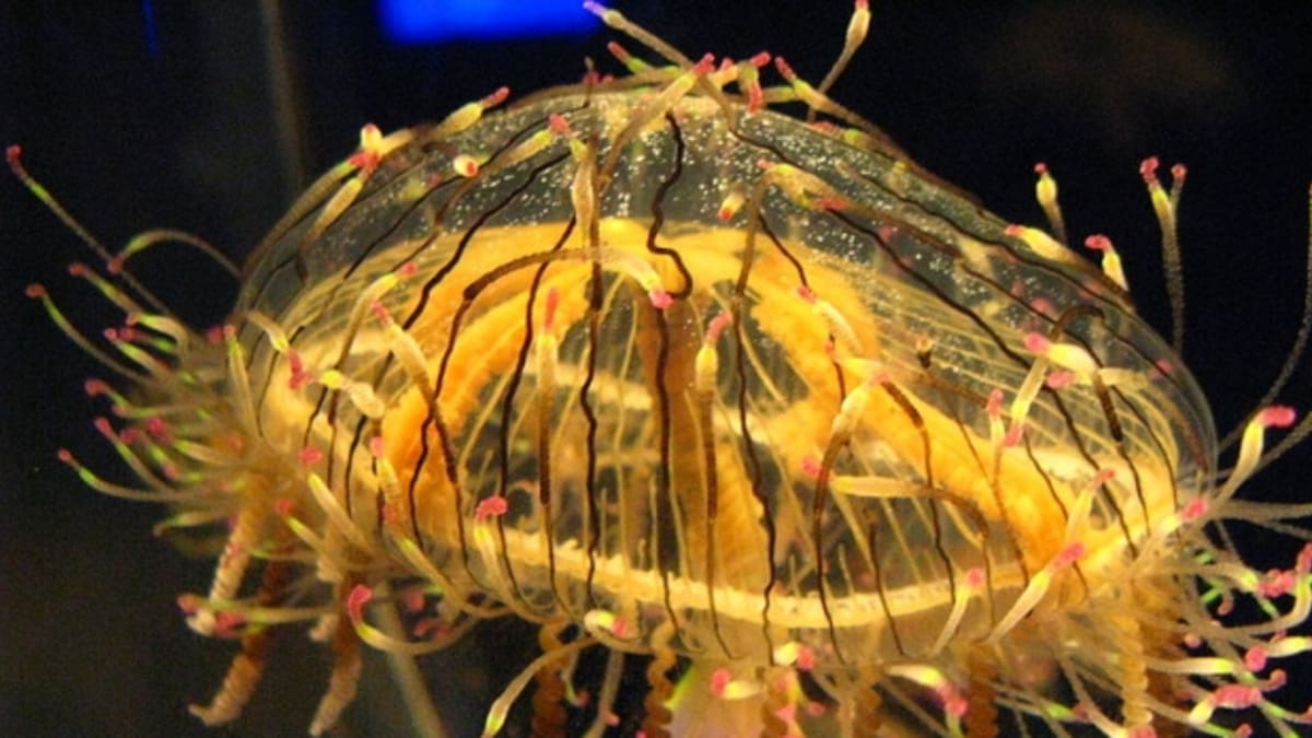 Nádherná asi patnácticentimetorvá medúza má žahavá chapadla. FOTO: Wikinedia Commons