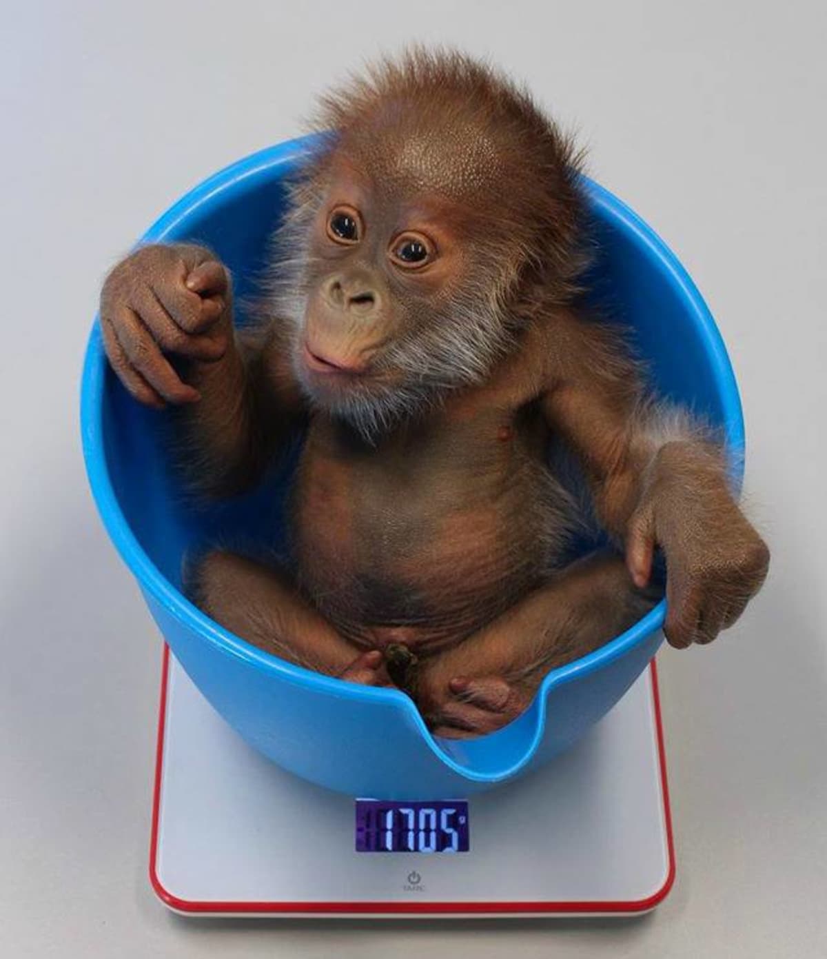 Novorozený orangutan z Berlína - Obrázek 2