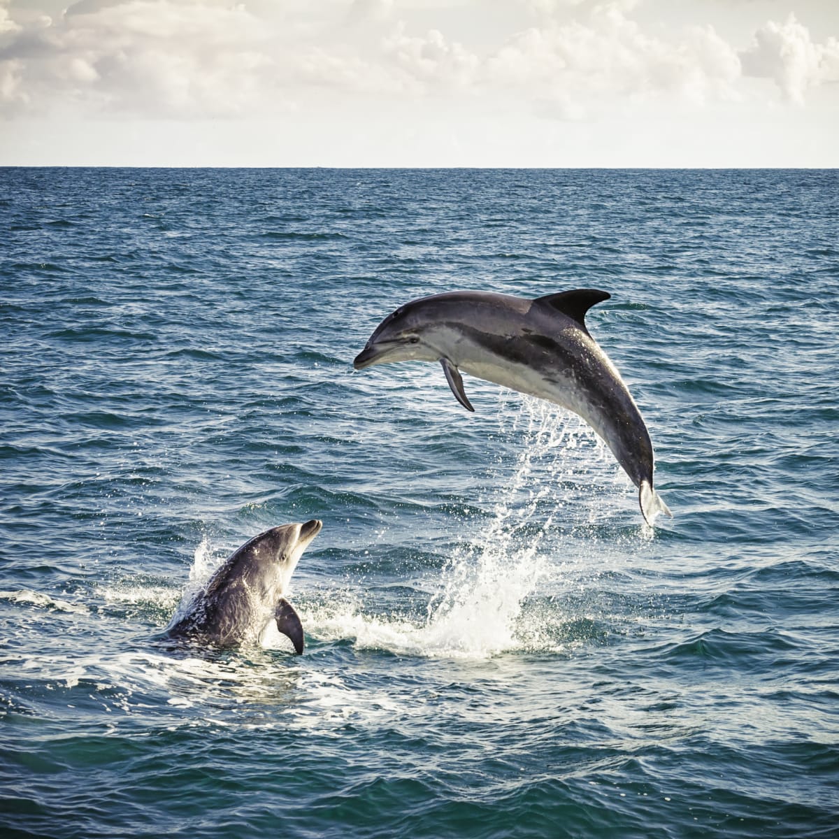 delfín skákavý 2