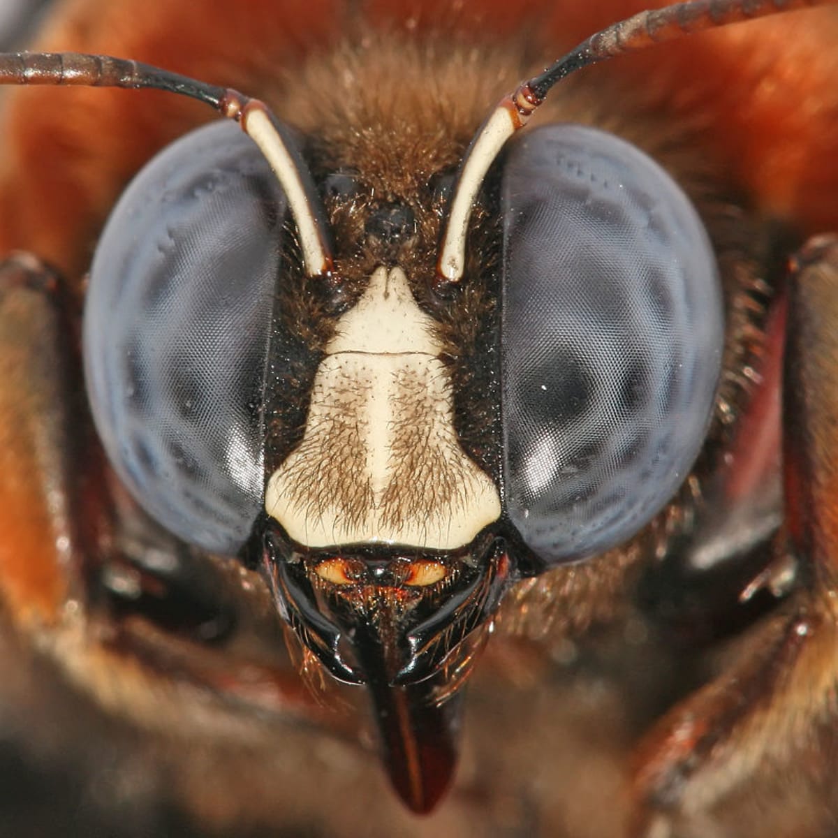 detailní pohled do očí včely drvodělky