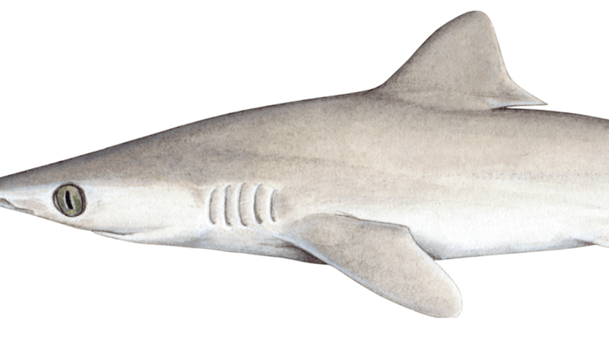 Carcharhinus obsoletus