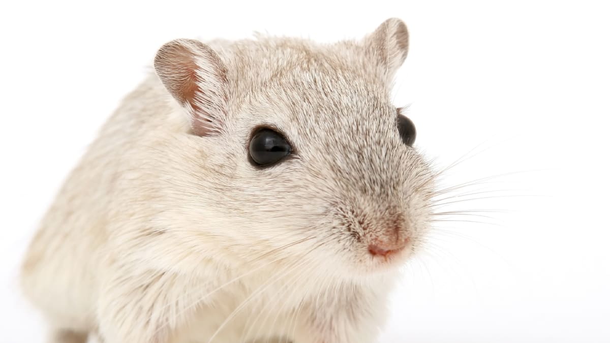 Myška jako laboratorní tvor