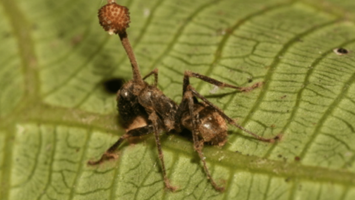 Mravenec nakažený houbou Ophiocordyceps