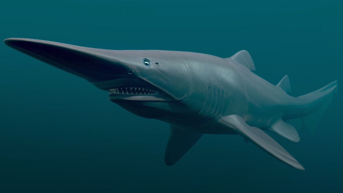Žralok šotek patří k nejbizarnějším žralokům