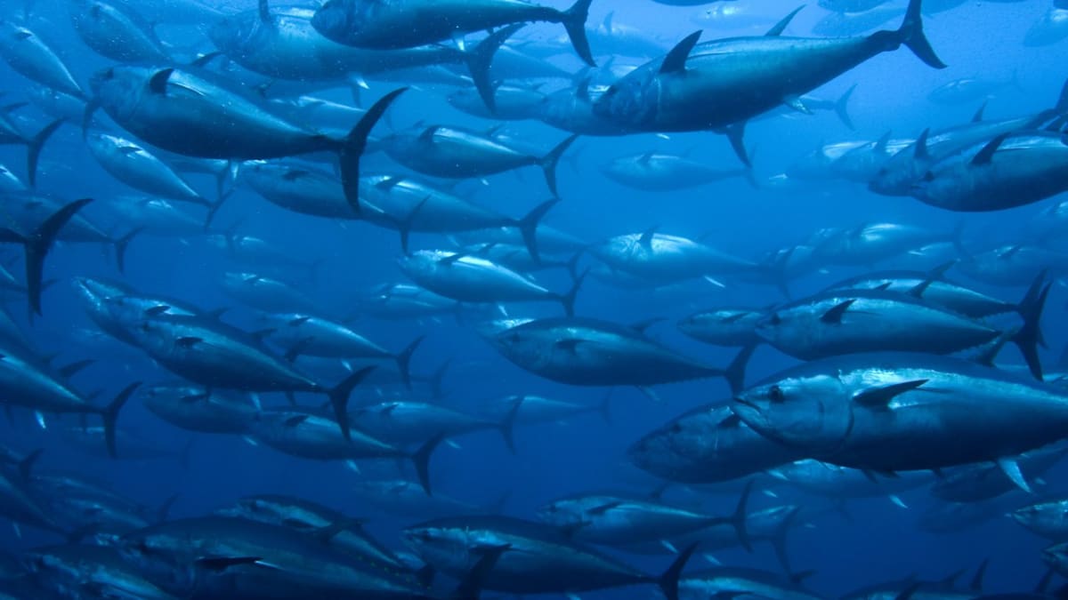 Hejno tuňáků obecných