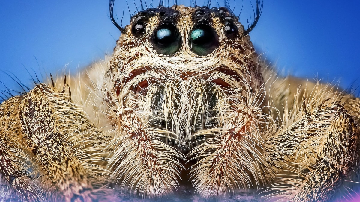 Skákavka - jeden z opravdu krásných pavouků