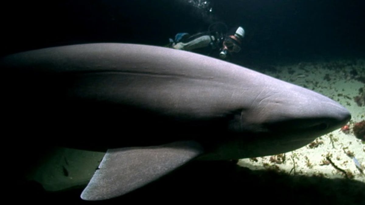 Žralok šedý a potápěč