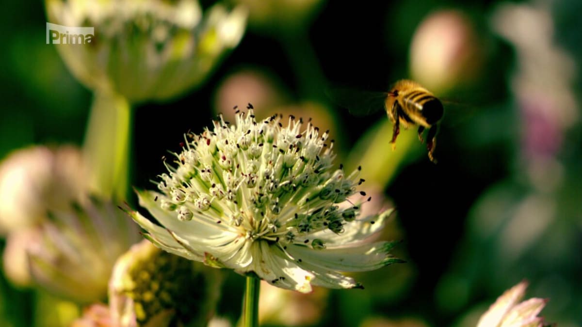 Kvůli půl kilogramu medu včely nalétají 80 000 kilometrů