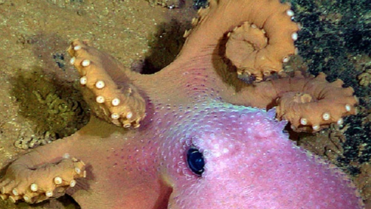 Chobotnice Graneledone boreopacifica
