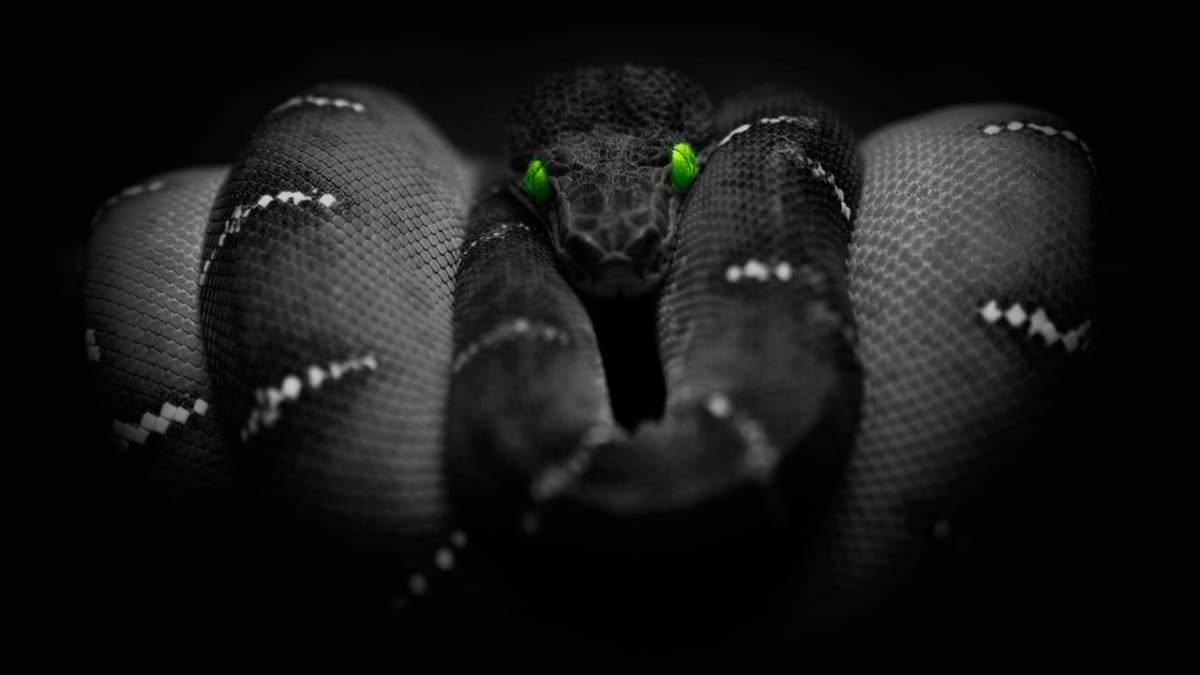 Černo-černý had