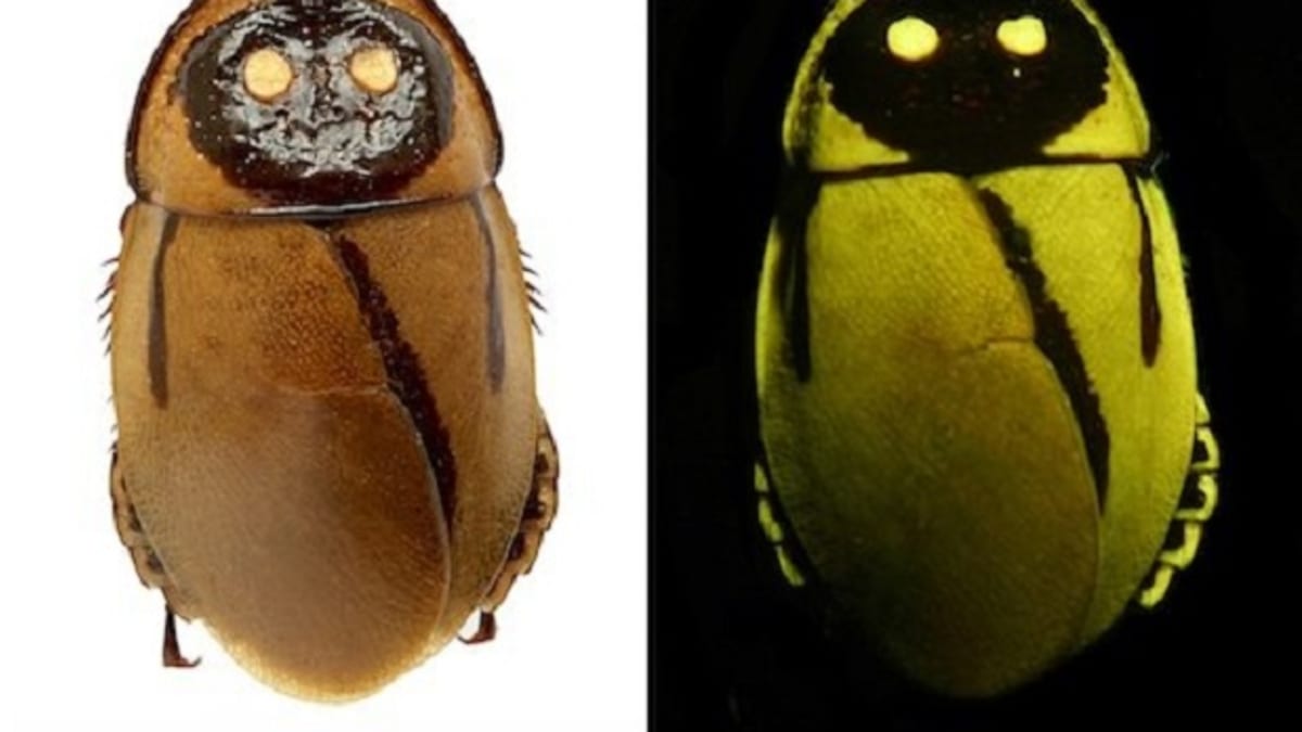 Tento šváb z Ekvádoru v noci svítí! A na zádech má černou lebku! Bohužel už možná vyhynul.