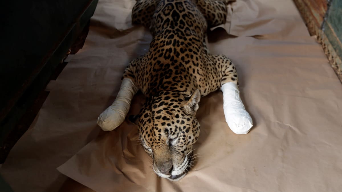Požáry v Pantanalu ohrožují i vzácné jaguáry