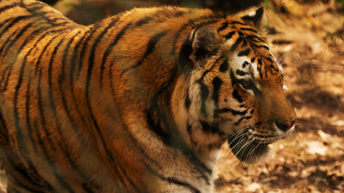 Tygr ussurijský samice Tsamara