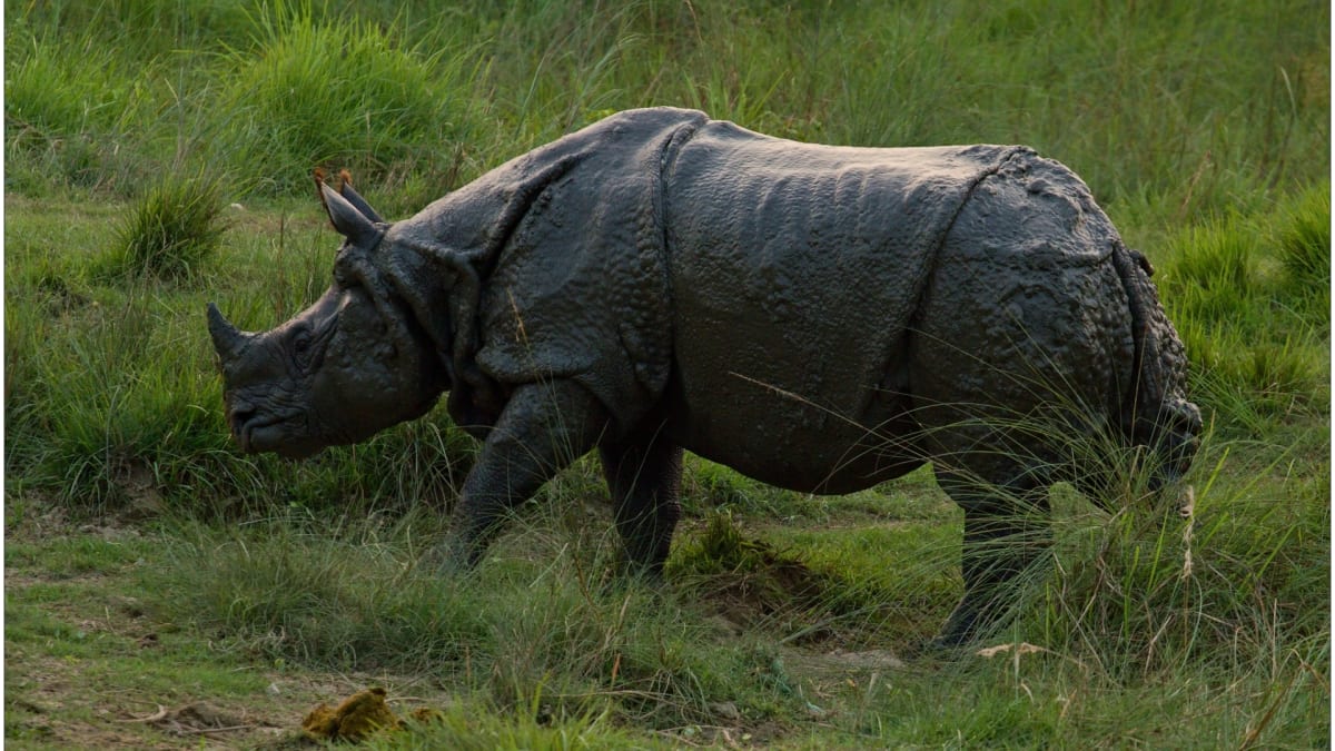 Nosorožec patří mezi extrémně nebezpečná zvířata