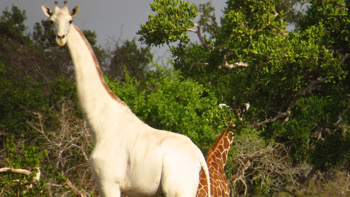 Bílé žirafy trpí vzácnou poruchou - leucismem