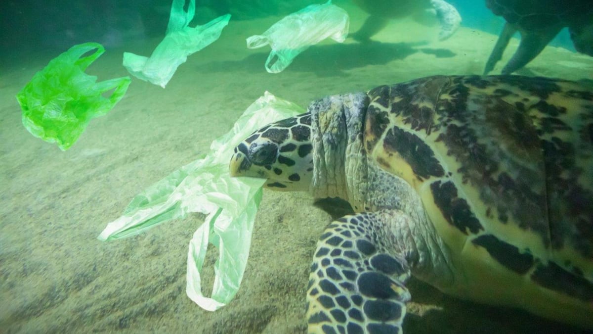 Želvy si často průsvitnou medúzu spletou s kusem průsvitného plastu.