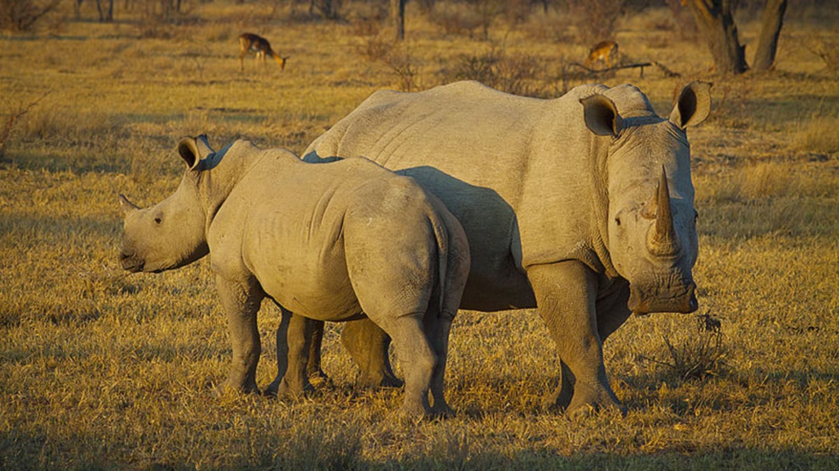 Bílí nosorožci