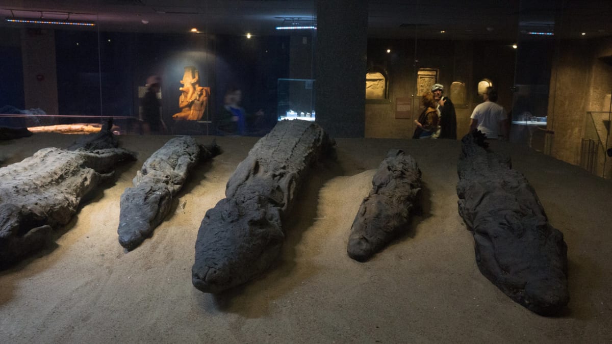 Mumifikovaní krokodýli