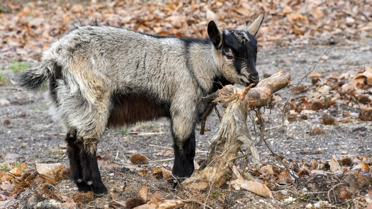 Znáte myotonické kozy?