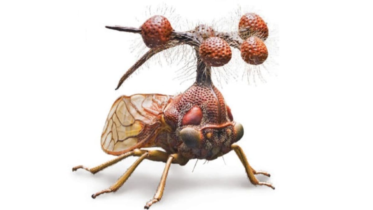 Nejpodivnější hmyz světa