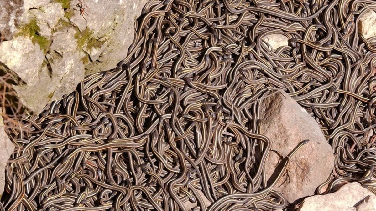 35 000 hadů na jedné hromadě - Obrázek 1