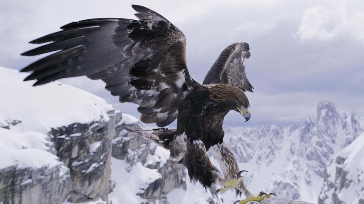 Alpy: V království orlů