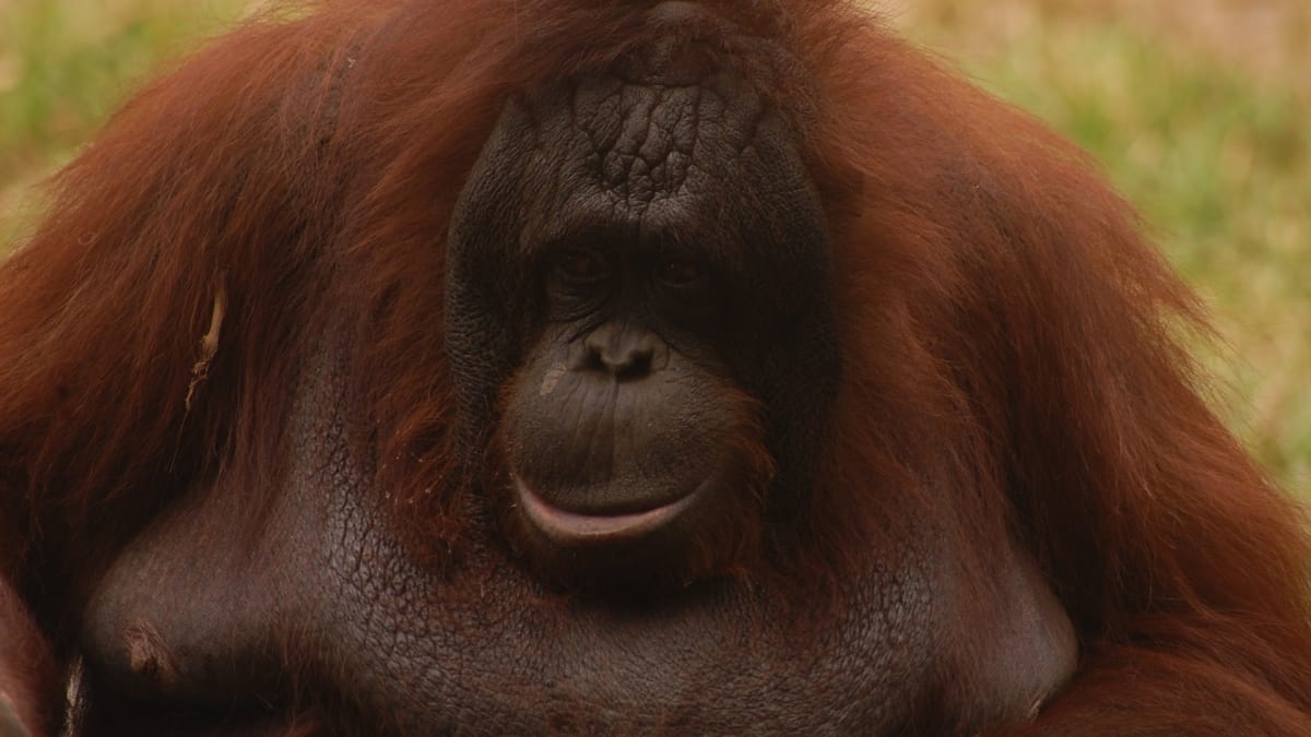 Orangutan - jeden ze tří druhů
