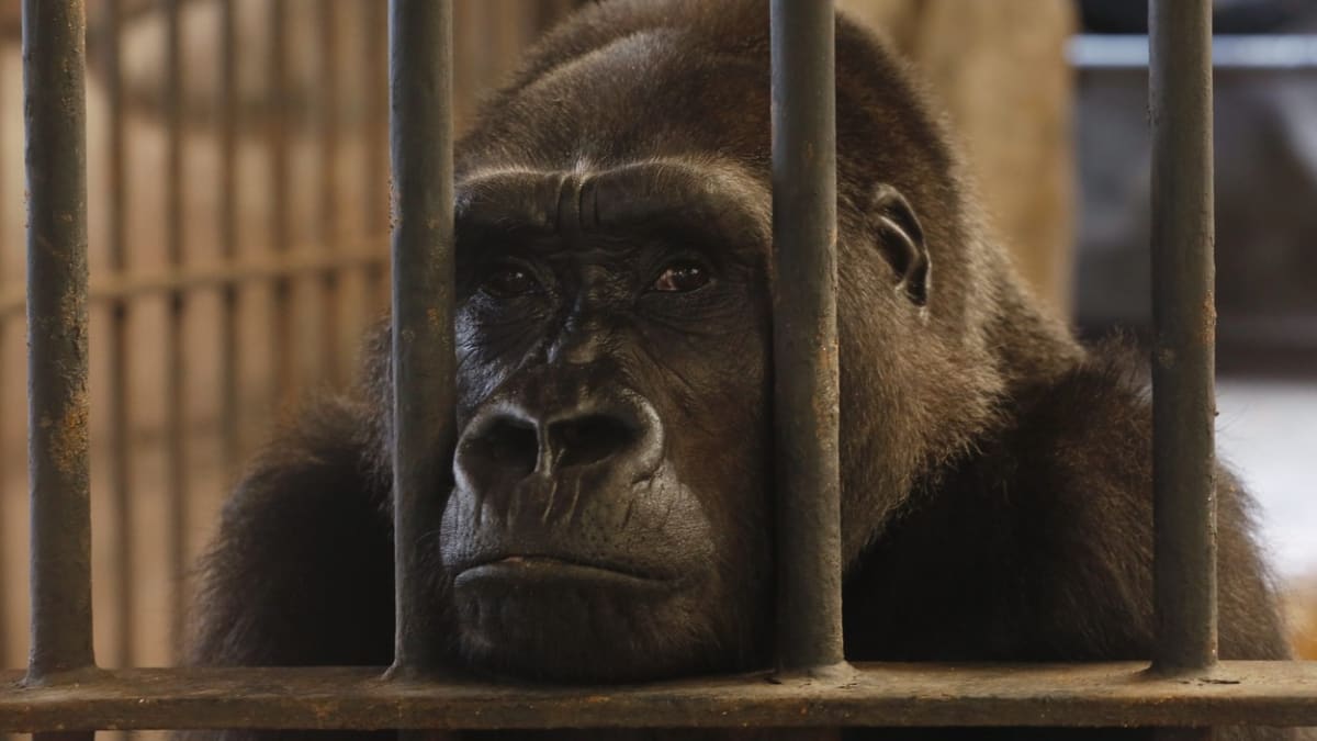 Za mřížemi. Gorila v thajské zoo...