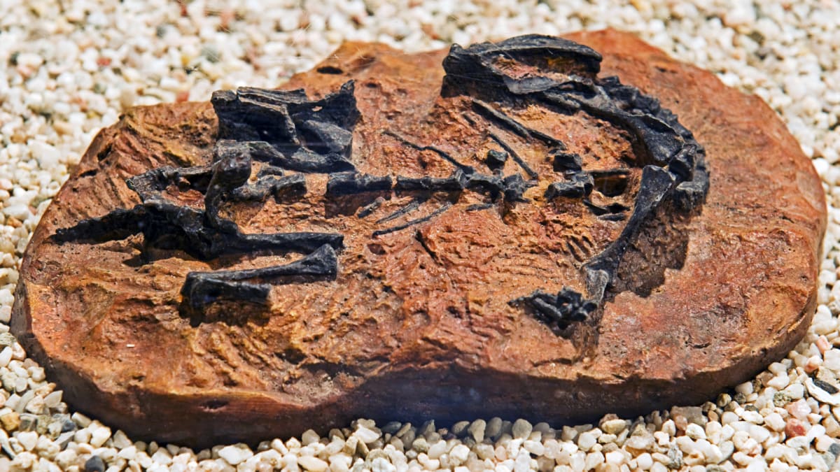 Zkamenělina Mussaura