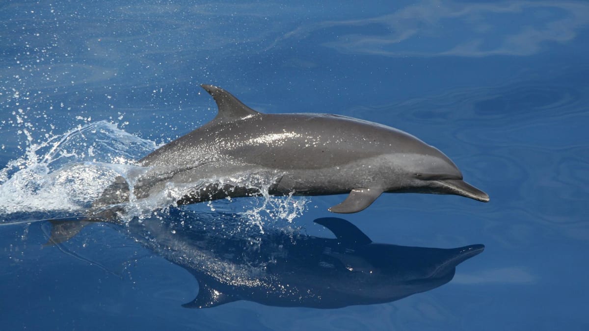 (Ne)rozkošní delfíni