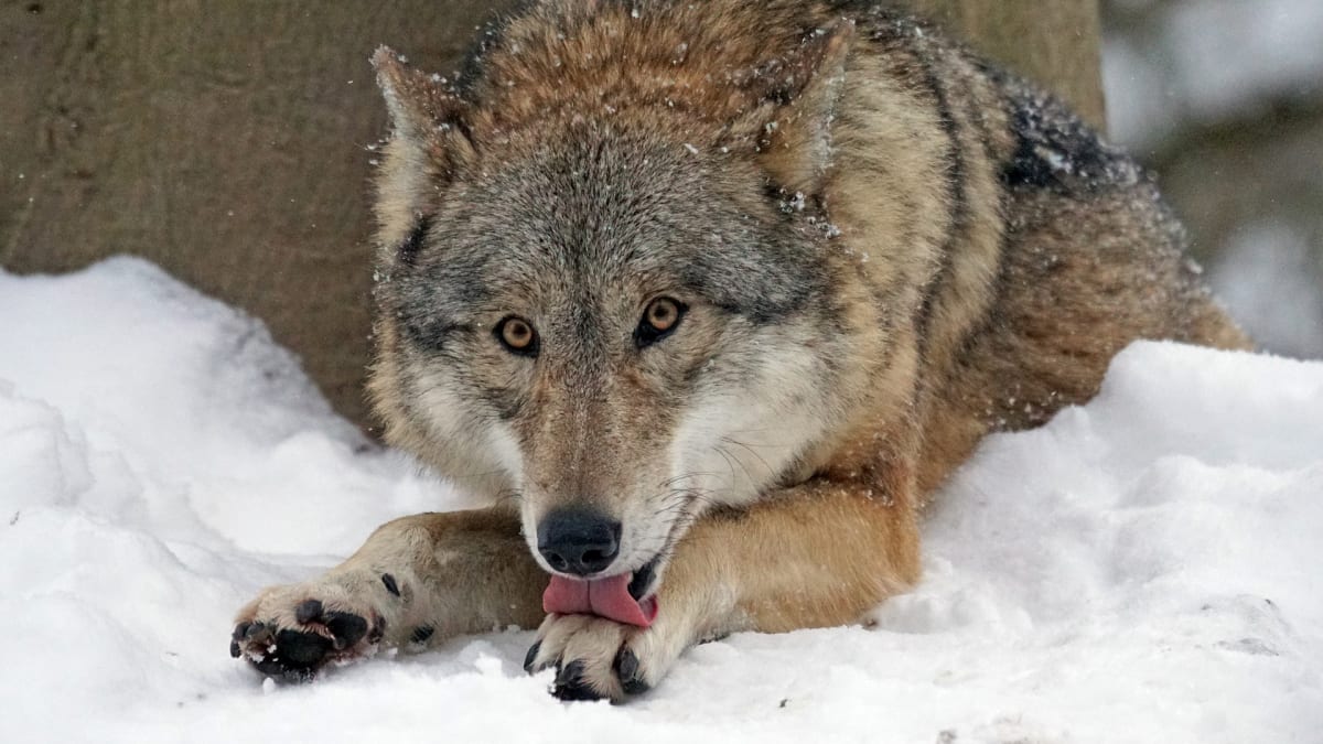 Vlk v zimě