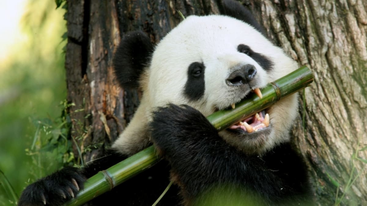 Západní svět se poprvé seznámil s pandou velkou až v roce 1869. FOTO: Thinkstock