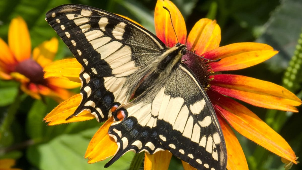 Otakárek fenyklový patří mezi naše nejkrásnější motýly