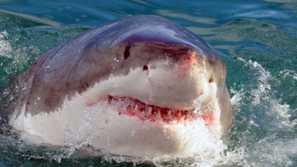 Velký bílý žralok očima Richarda Jaroňka - Obrázek 6
