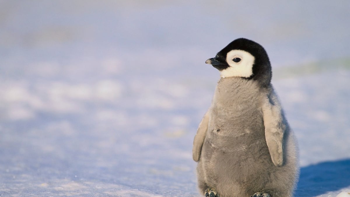 Mládě tučňáka císařského