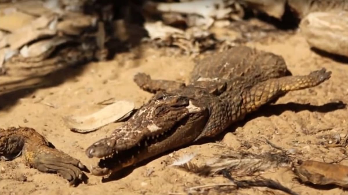 Krokodýl v Khan Younis - nejhorší zoo světa
