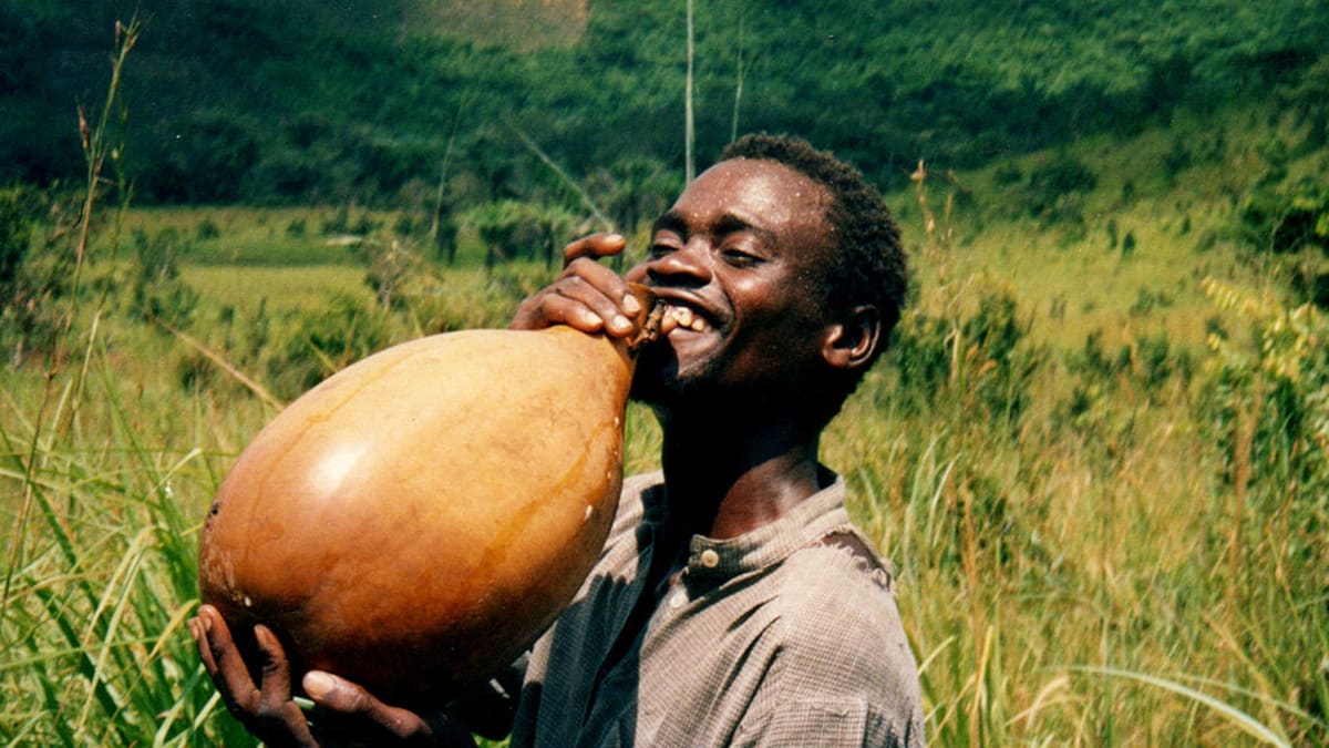 vysmátý mladík z Konga se osvěžuje palmovým vínem