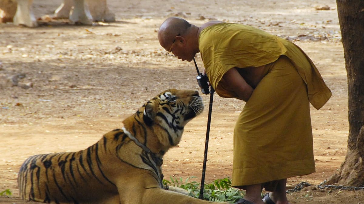 Tygří chrám v Thajsku - Obrázek 1